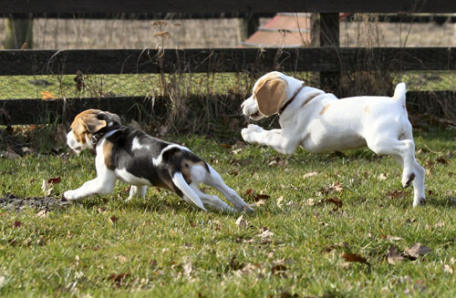 Beaglewelpen springen